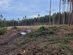 Information für Waldbesitzer zur Sanierung von Borkenkäferbefall 2024
